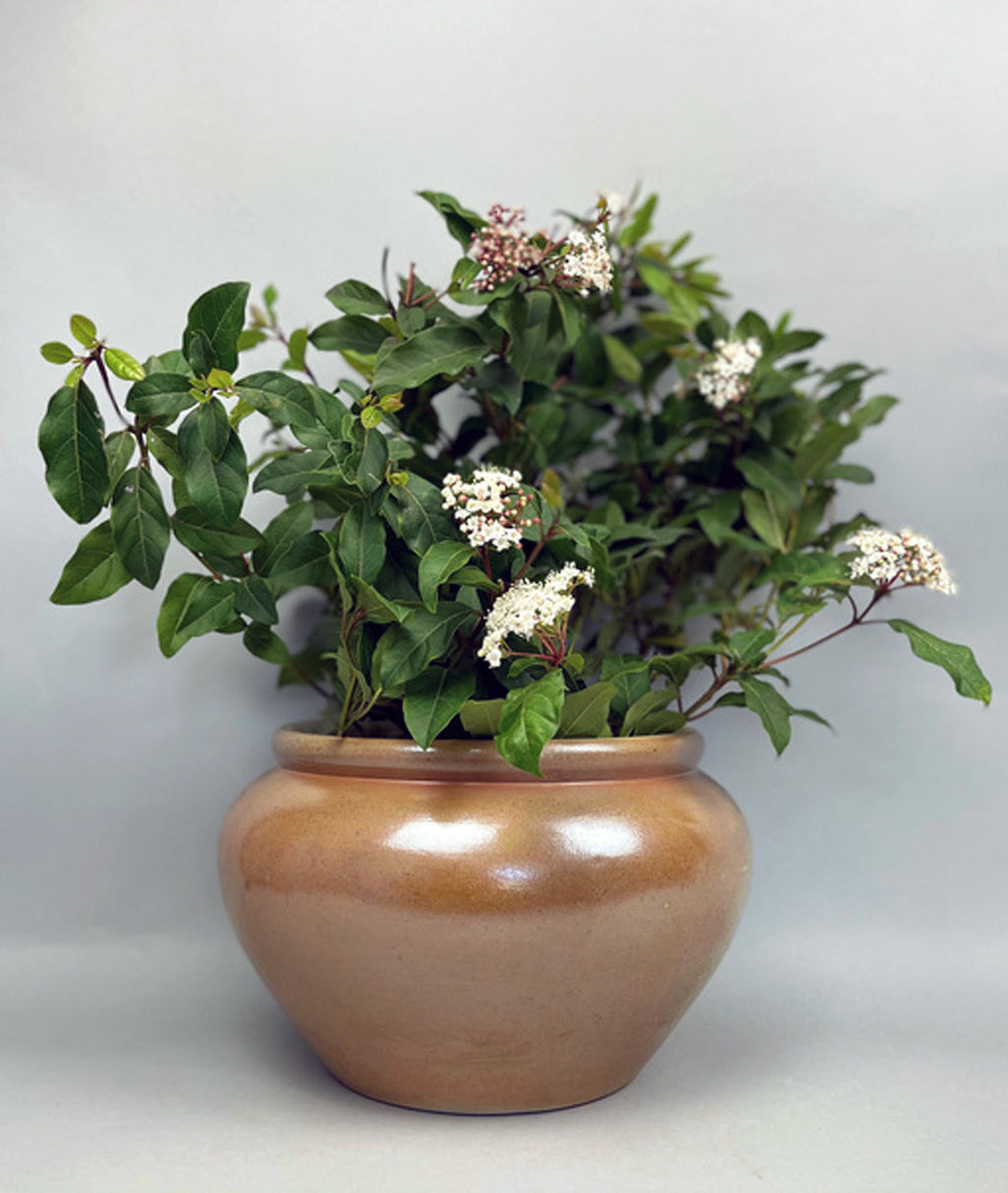 Vintage French Salt-Glazed Low Pot, 8 L, alternate view