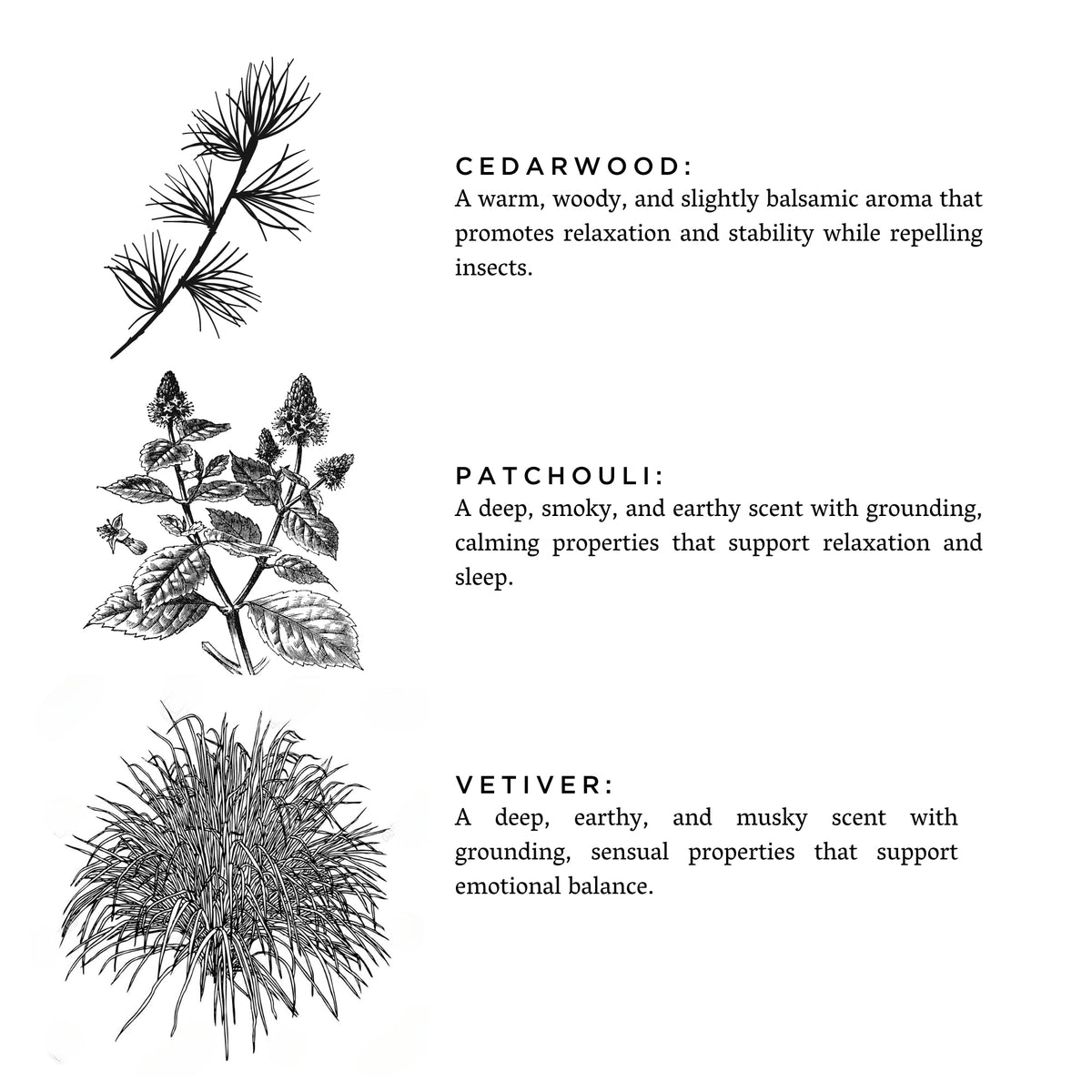 Botanical line drawings of cedarwood, patchouli and vetiver, the three essential oils in the smoky soy candle