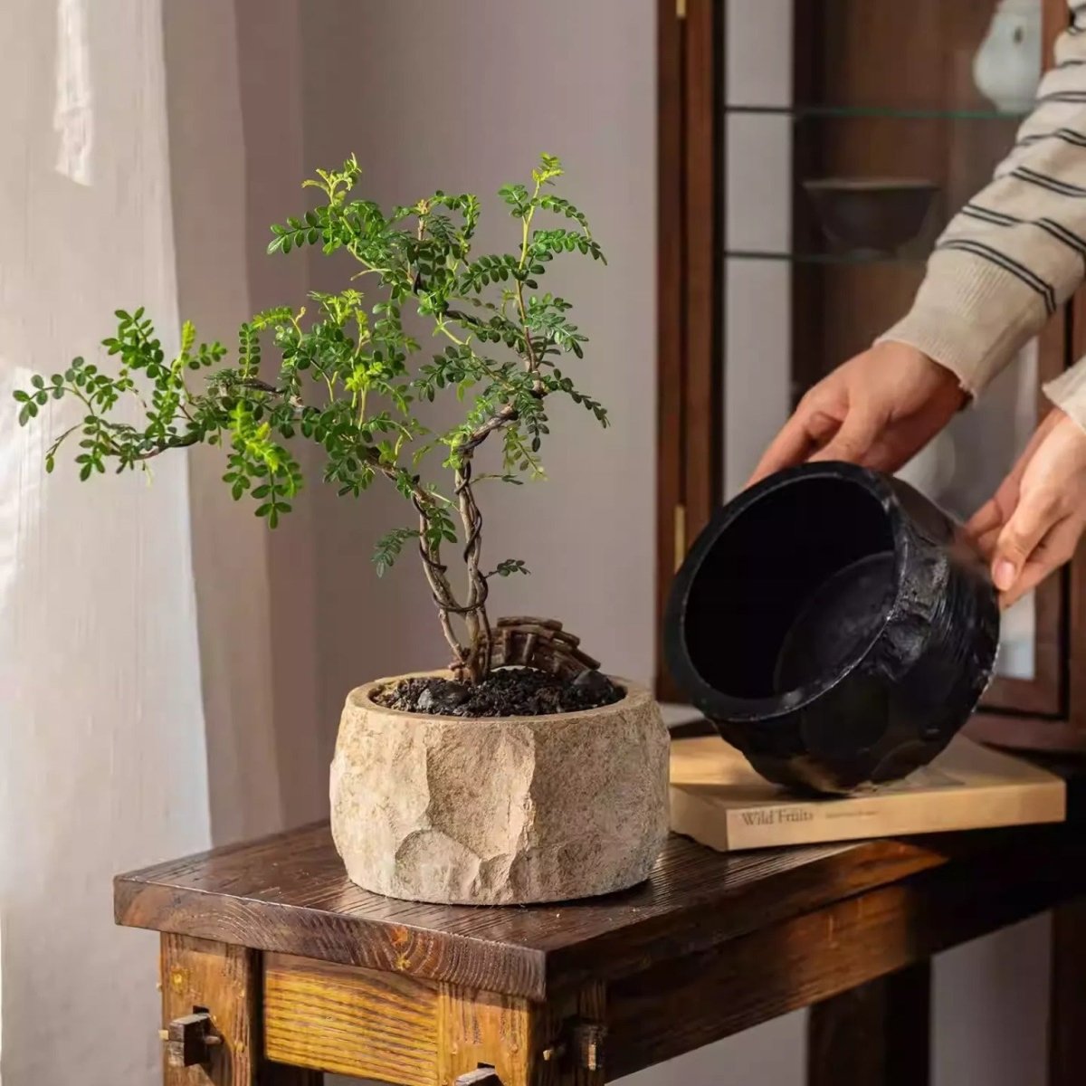 Small sand cement planter holding a bonsai on a wood console as a hand lifts a large black planter