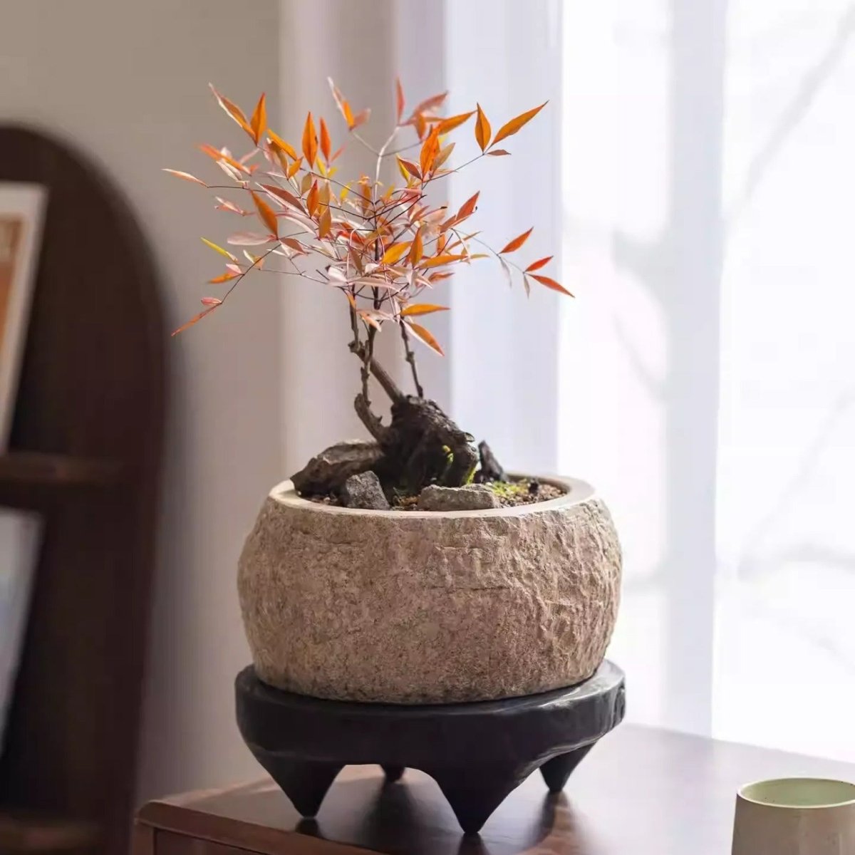 Large sand cement planter with a rough carved outside holding a red-leaf bonsai on a black wood stand