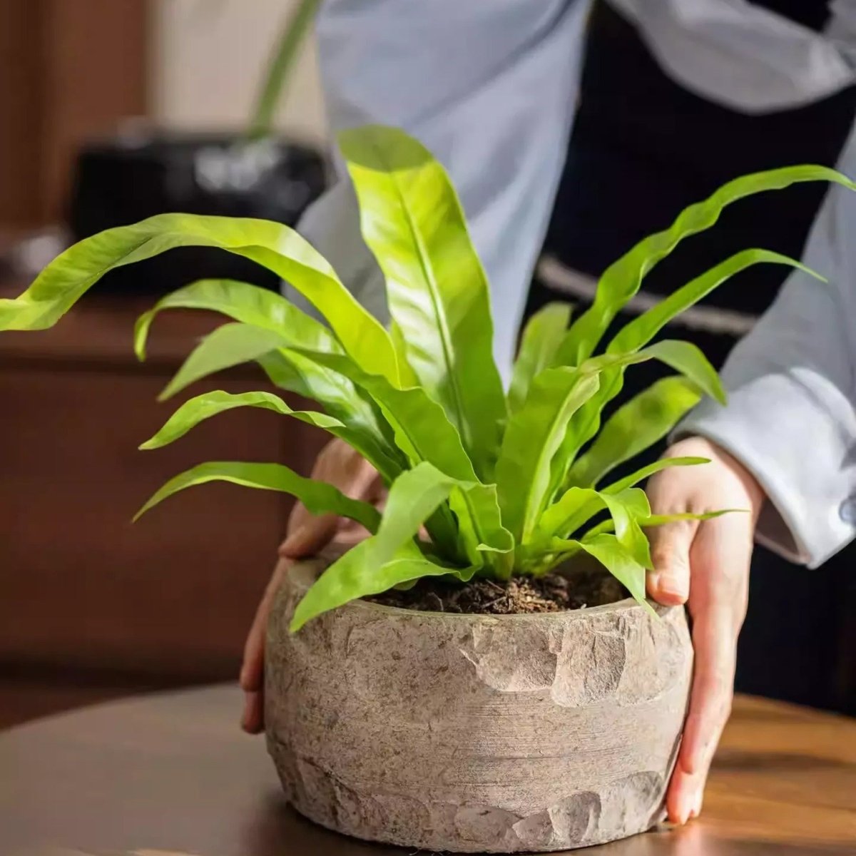 Hands setting a bird's nest fern in a large sand cement planter, showing its faceted stone-like sides