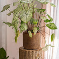 Rattan Texture Cement Planter, another angle