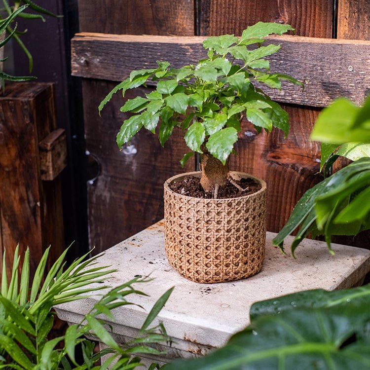 Rattan Texture Cement Planter, view 5