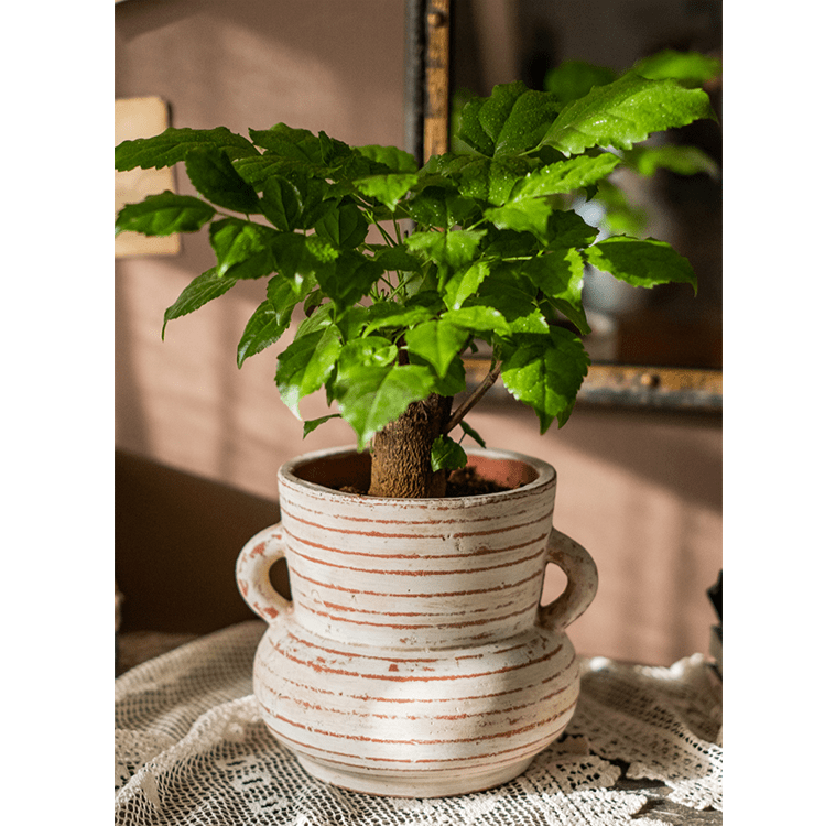 Terracotta Planter Vase with Handles, alternate view