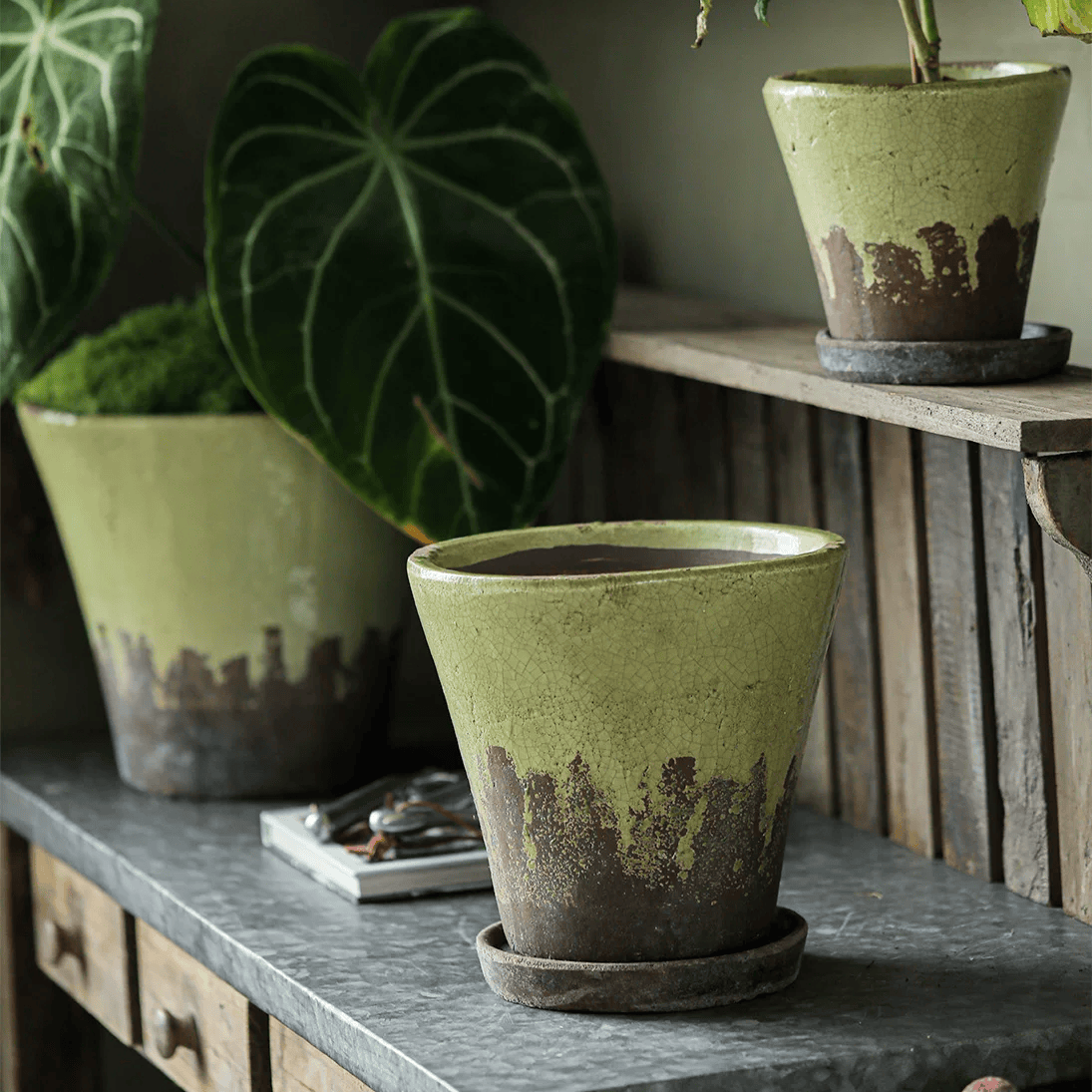 Pale green crackle glaze ceramic planter with saucer in front of a crate filled with leafy plants