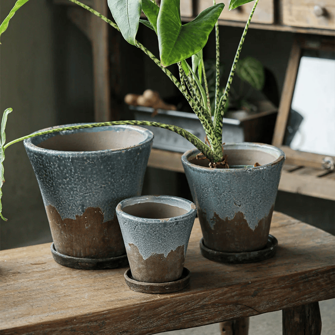 Slate blue crackle glaze ceramic planters in three sizes on a wooden table with a striped-leaf plant