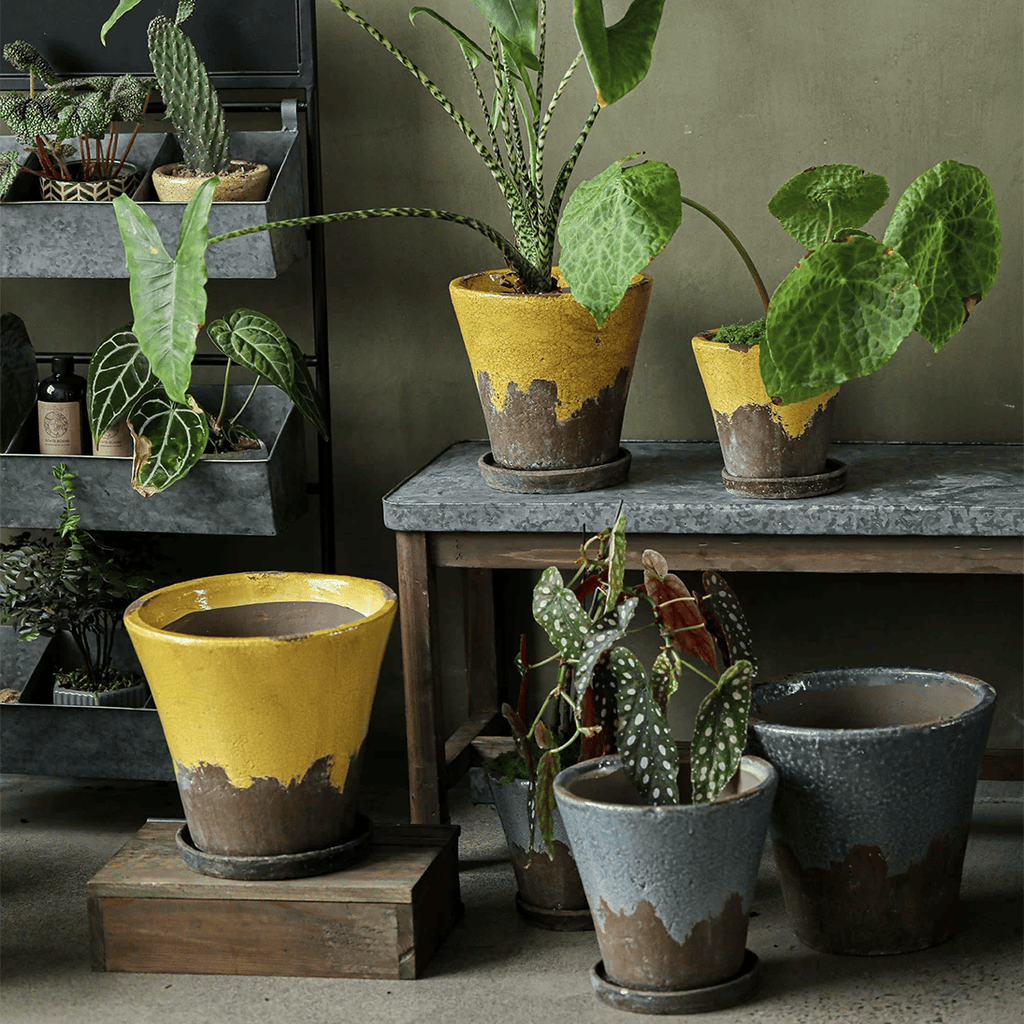 Mustard yellow crackle glaze ceramic planters with leafy plants on a wooden bench against an olive wall