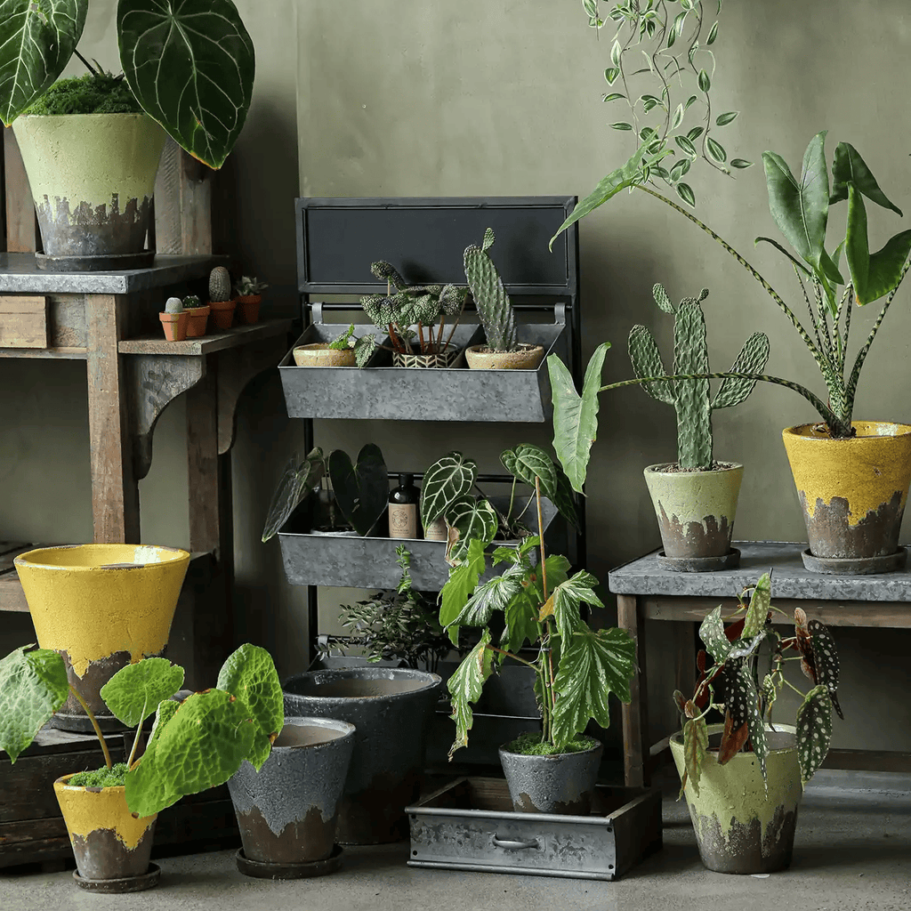 Moss green and mustard yellow crackle glaze ceramic planters holding plants on a shelved plant stand