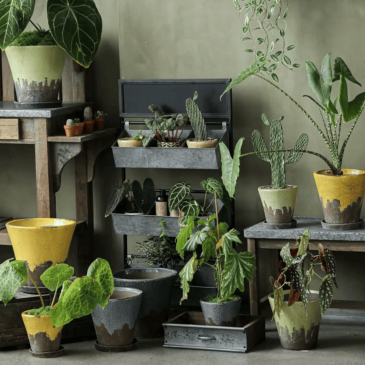 Moss green and mustard yellow crackle glaze ceramic planters holding plants on a shelved plant stand