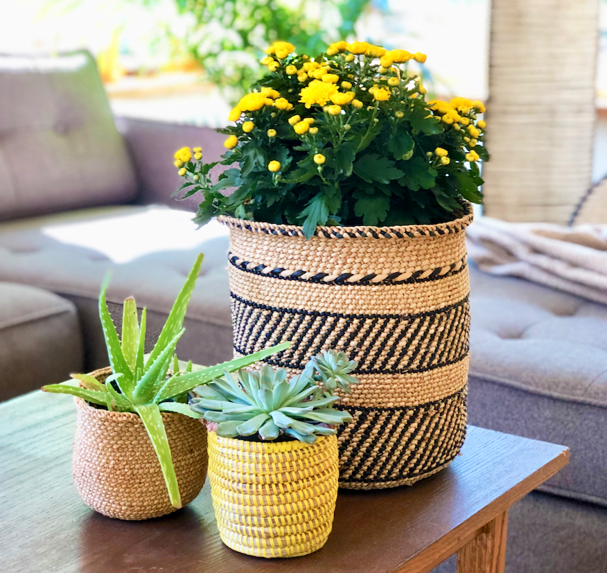 Striped grass basket planted with yellow flowers on a wood table next to small succulents in a bright living room