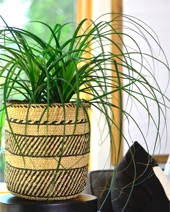 Tall striped grass basket holding a leafy green plant beside a sunny window and a dark cushion