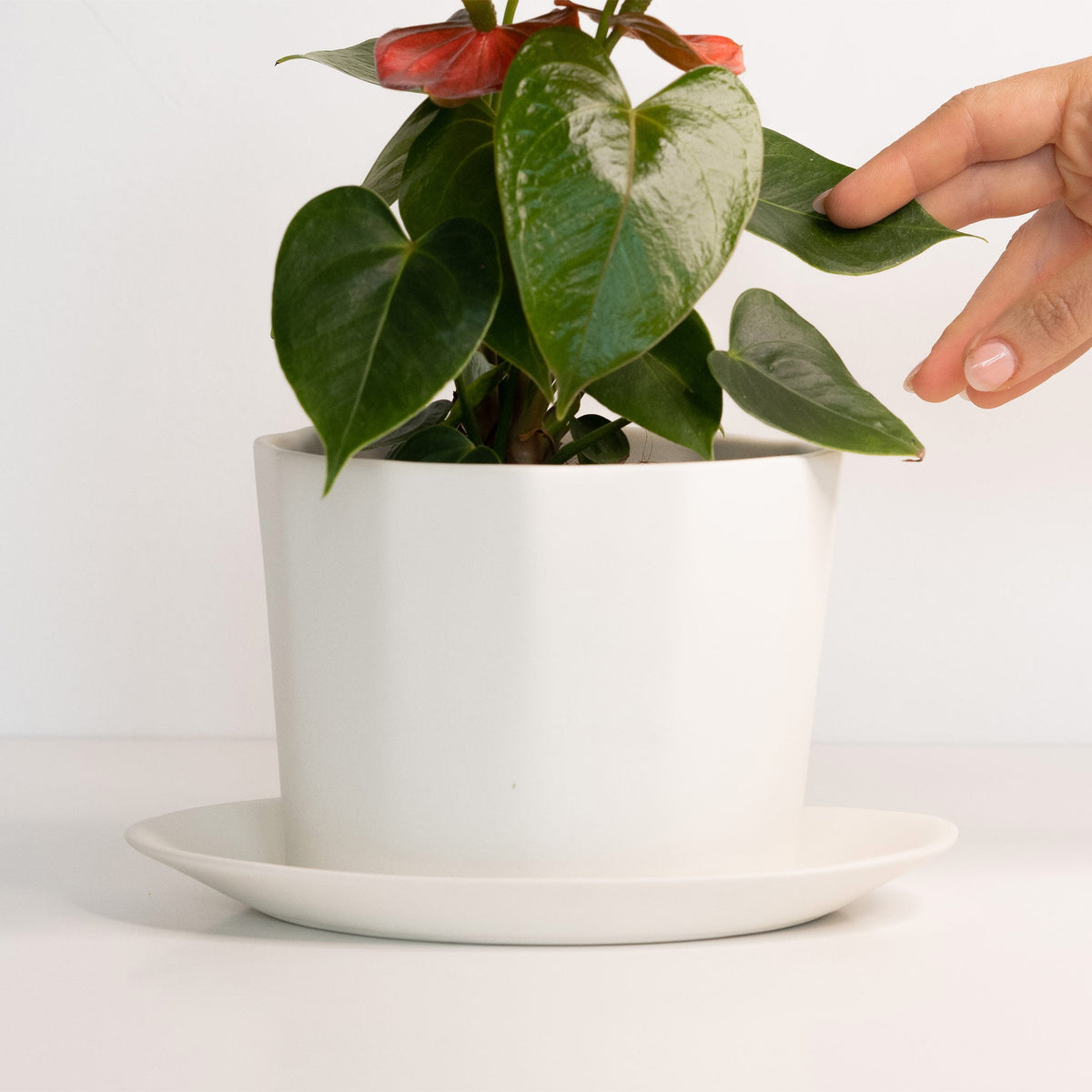 Hand touching an anthurium planted in a Silk White faceted porcelain planter set on a matching saucer