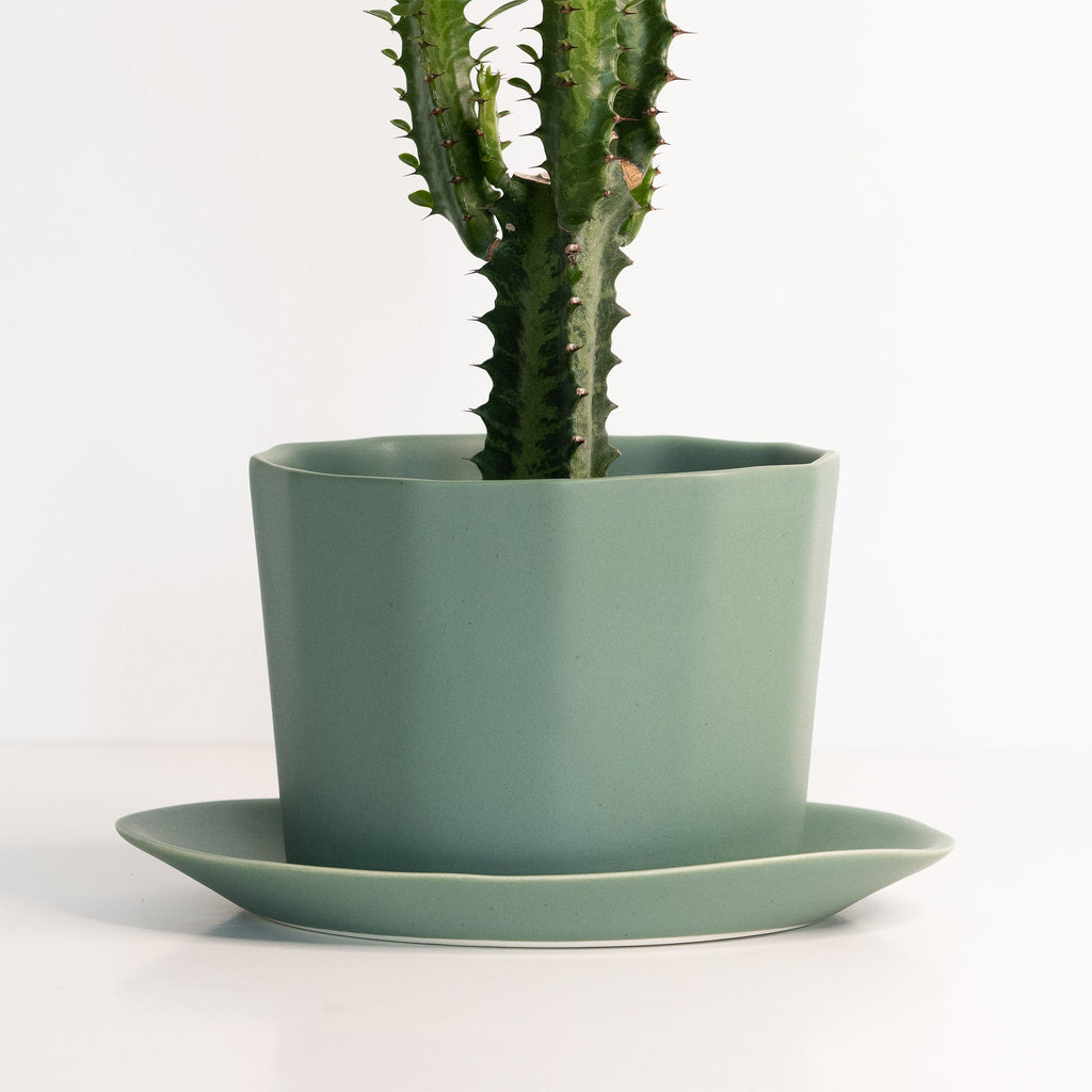 Tall spiky euphorbia planted in a Rosemary Green faceted porcelain planter with a matching saucer